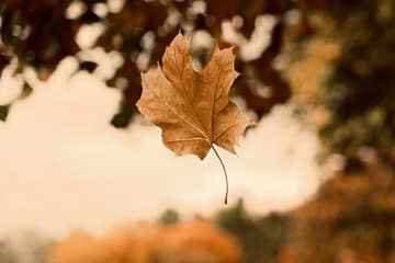 brown maple leaf in tilt shift lens